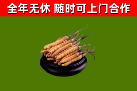 凤泉区回收冬虫夏草