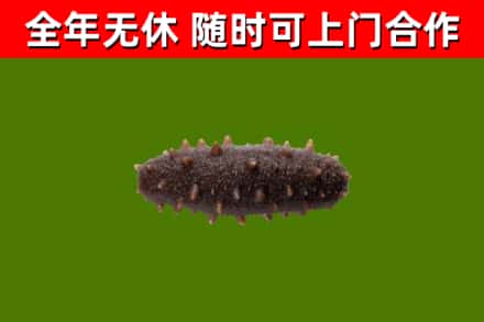 凤泉区回收海参干